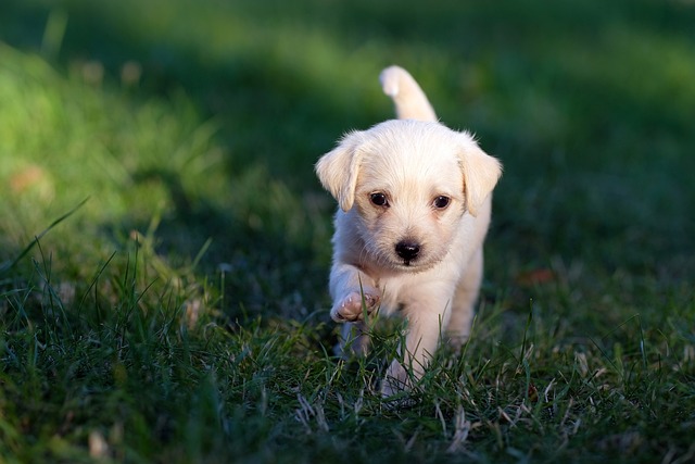De voordelen van glucosamine voor de gewrichten van je hond